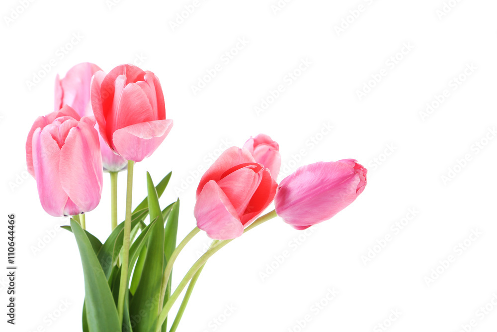 Pink tulips on white background, close up Pink tulips on white background, close up