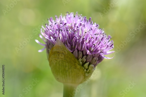 allium