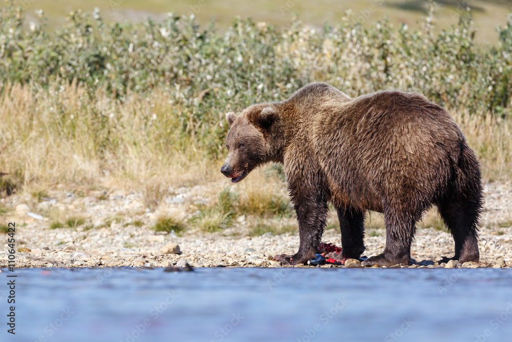 Brown bear standing in a river and eating or chasing slamon
