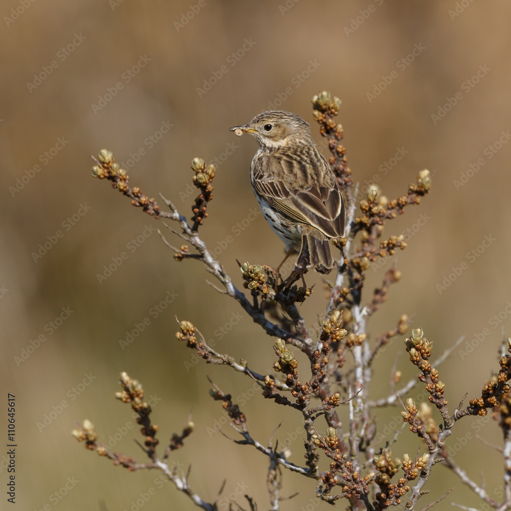 Fototapeta premium Meadow pipit on a twig