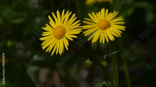 Yellow flowers, swinging in the wind photo