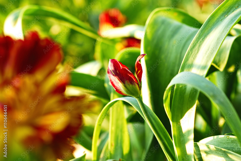 Tulips Tulips