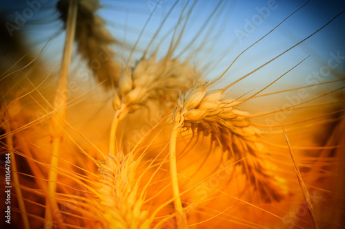 wheat field at the sunset