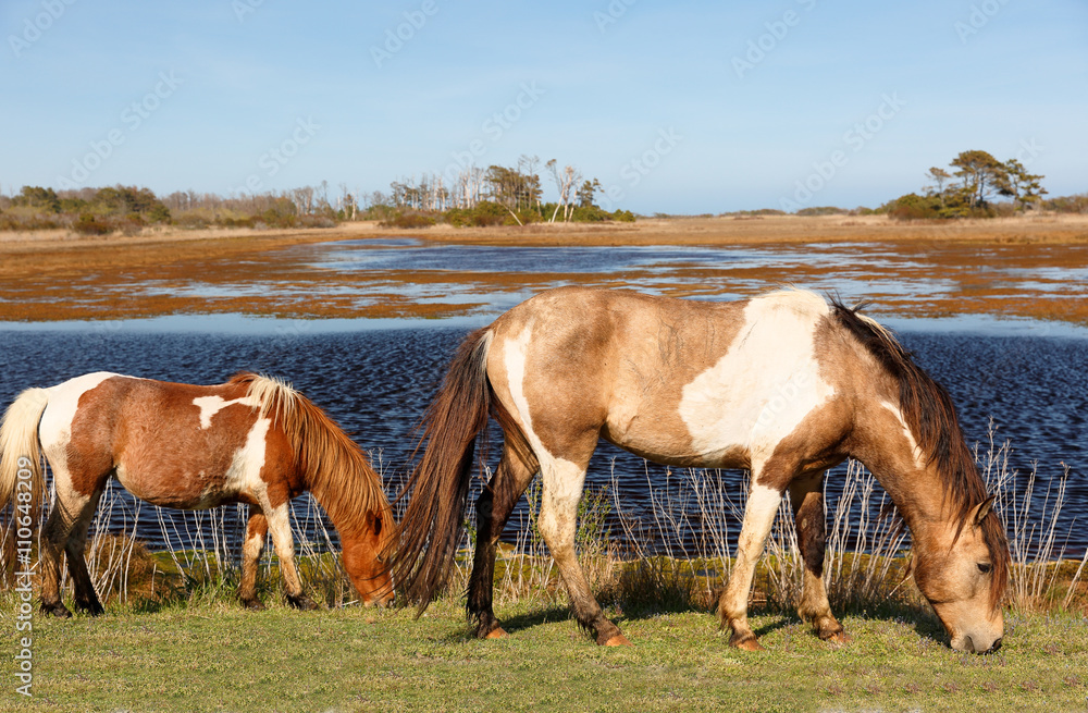 Obraz premium Chincoteague National Wildlife Refuge Showing Wild Horse Eating Grass, Virginia, USA. 