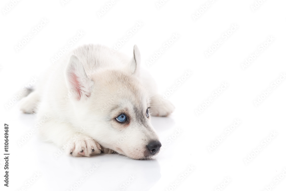 Cute siberian husky puppy lying on white background isolated Cute siberian husky puppy lying on white background isolated