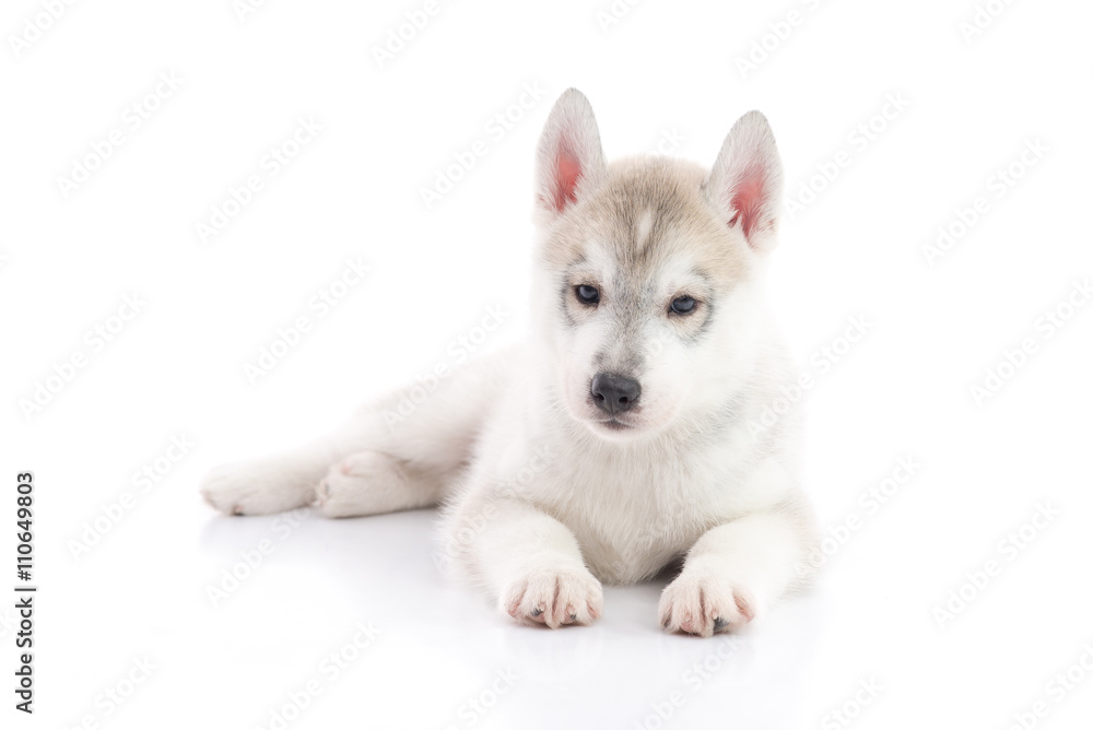 Obraz premium Cute siberian husky puppy lying on white background isolated