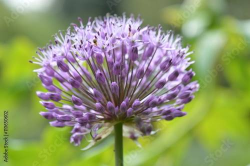 allium