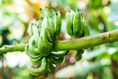 Banana fruit of Musa serpentina Swangpol and Somana photo