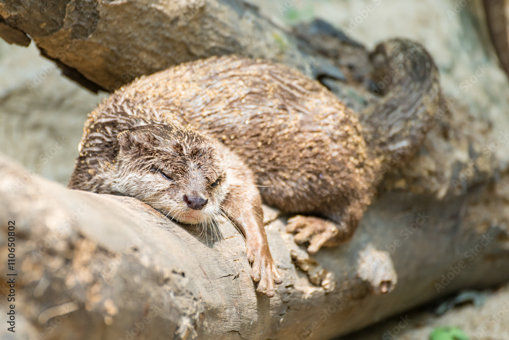 Obraz premium Asian small-clawed otter sleeping on log