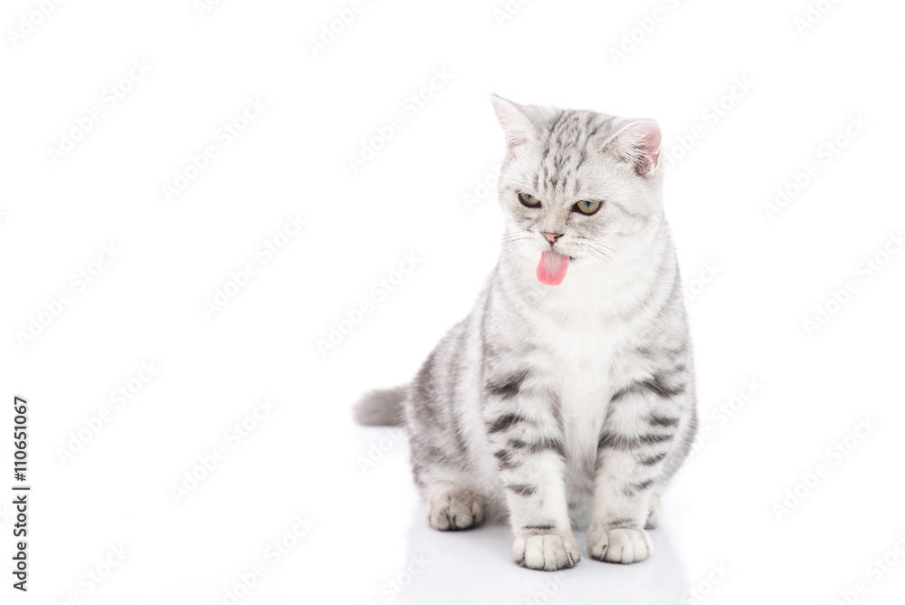Cute American Shorthair kitten sitting and licking lips on white background isolated