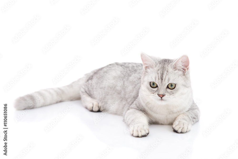 Fototapeta premium British Shorthair cat lying