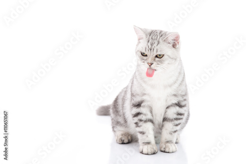 Cute American Shorthair kitten sitting and licking lips on white background isolated