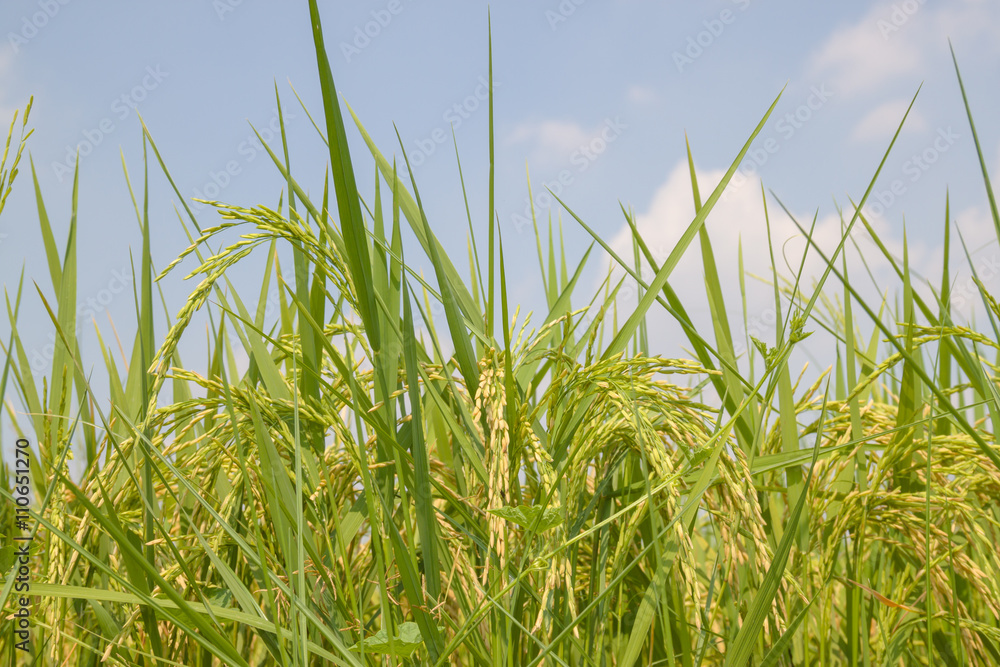 the gold and green rice in the field rice background the gold and green rice in the field rice background