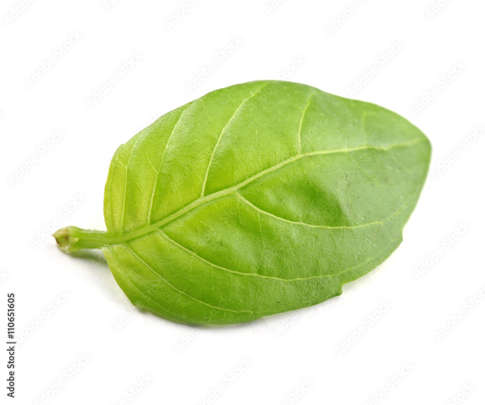 Obraz premium Fresh basil leaf isolated on white