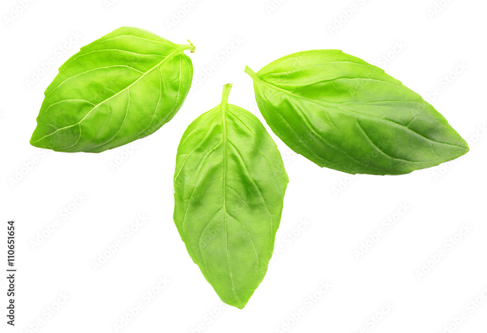 Fresh basil leaves group isolated on white Fresh basil leaves group isolated on white