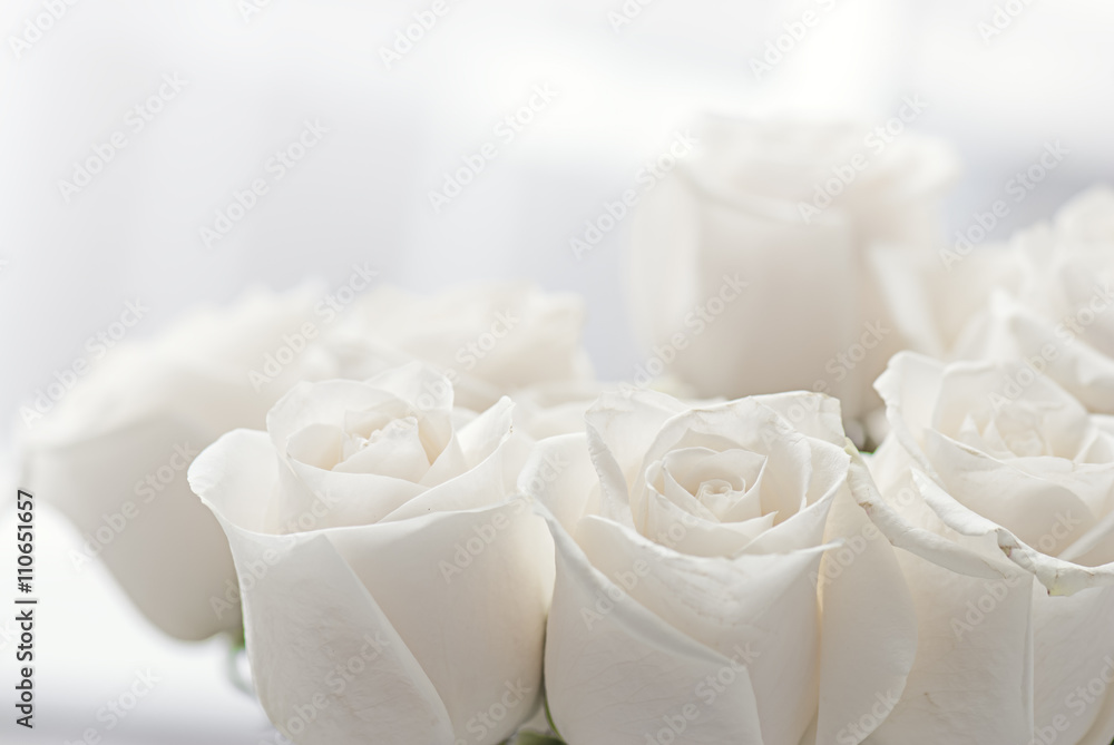Naklejka premium białe róże z bliska