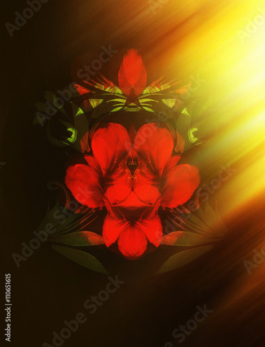 Red flower on black background. Painting and computer collage.