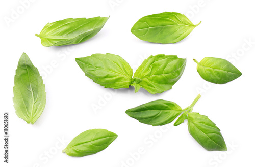 Fresh basil leaves group isolated on white