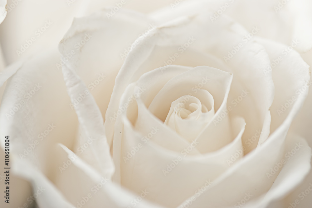 white roses close-up white roses close-up