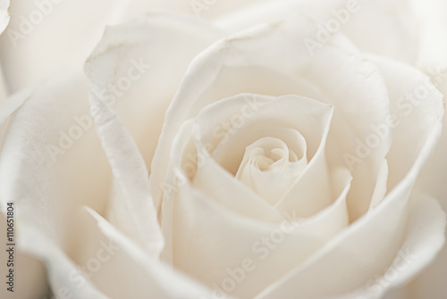 white roses close-up