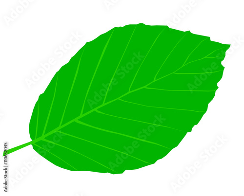 beech,Fagus sylvatica