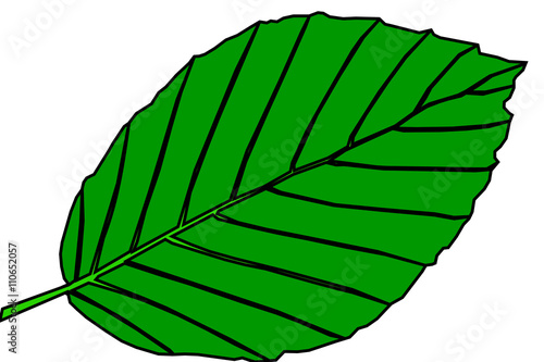 beech,Fagus sylvatica