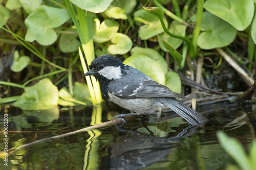 Small coal tit sitting on a stick just above the water surface with the tail dipped and water plants in the background photo