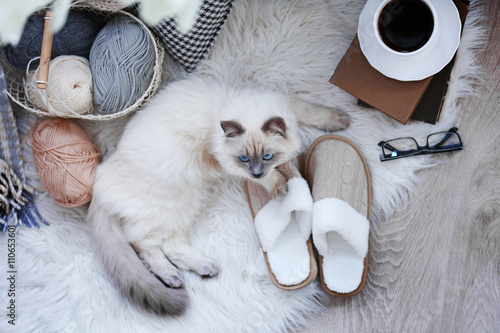 Fototapeta Naklejka Na Ścianę i Meble -  Color-point cat with slippers lying on a floor in living room