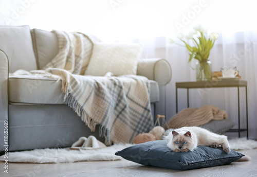 Color-point cat lying on a ...