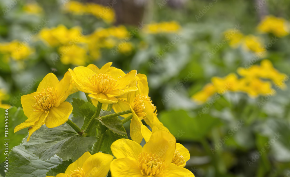 Caltha palustris, first spring flower Adonis vernalis Caltha palustris, first spring flower Adonis vernalis