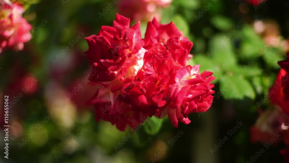 Rose 01 Rose 01