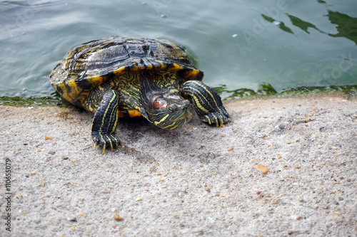 Closeup asian turtle walking on the ground photo