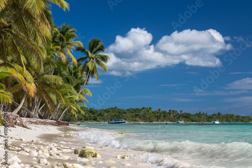 Tropical beach with corals in caribbean sea  Saona island  Dominican Republic