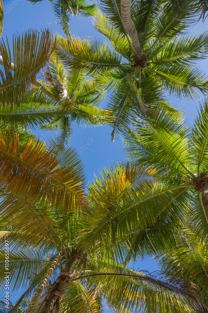 Palm leaves from the ground, Saona.