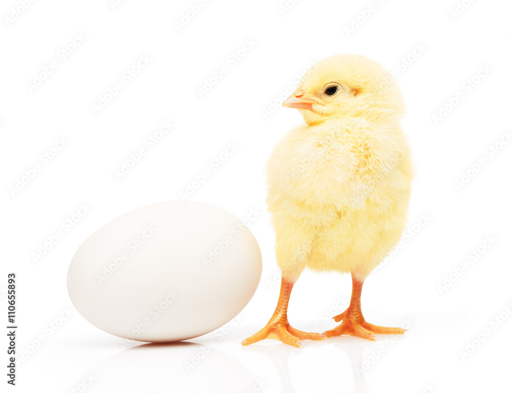 Small yellow chicken near white chicken egg