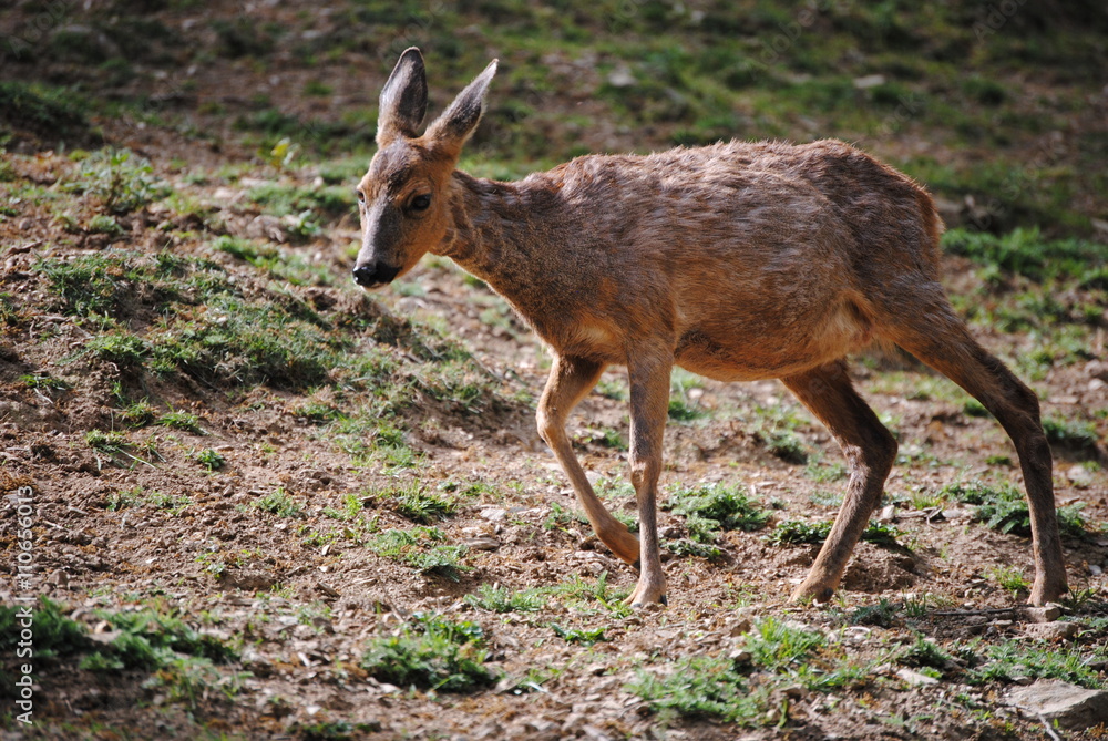 Naklejka premium Biche