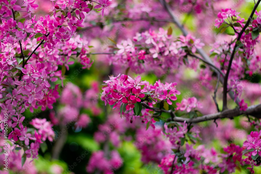 Cherry trees in full bloom Cherry trees in full bloom