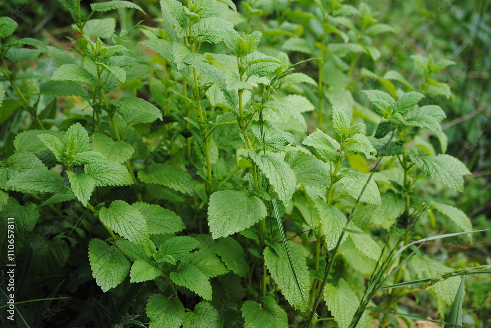 Menthe Menthe