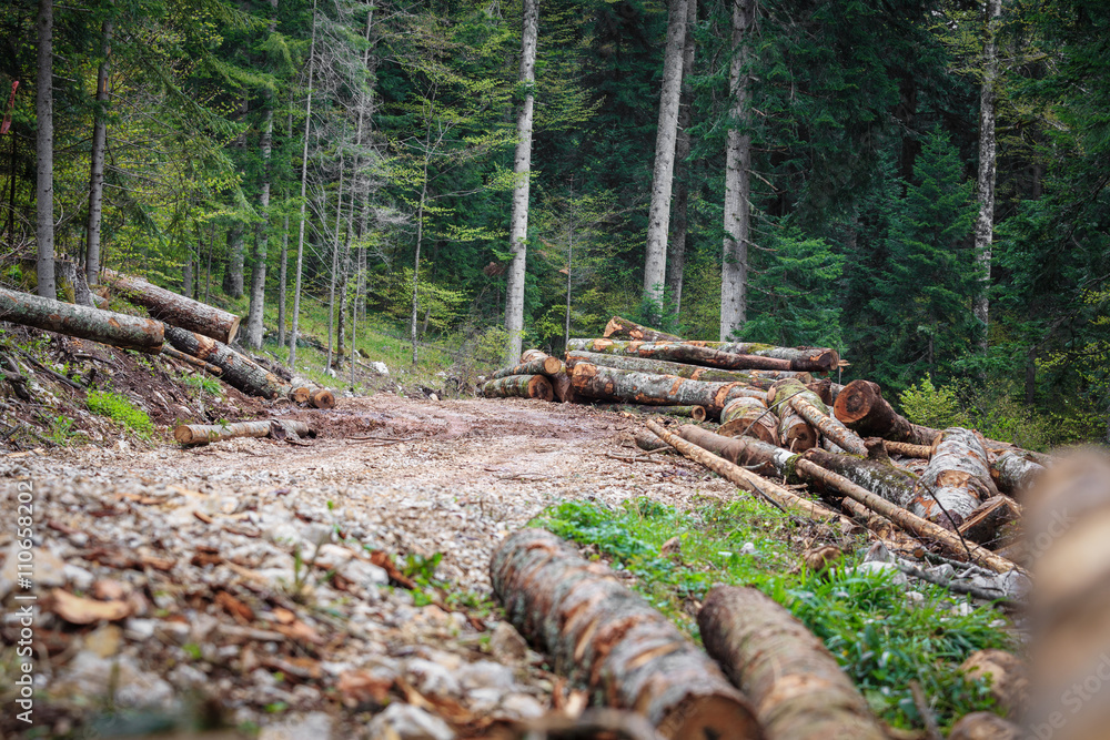 illegal deforestation in the heart of mountains illegal deforestation in the heart of mountains