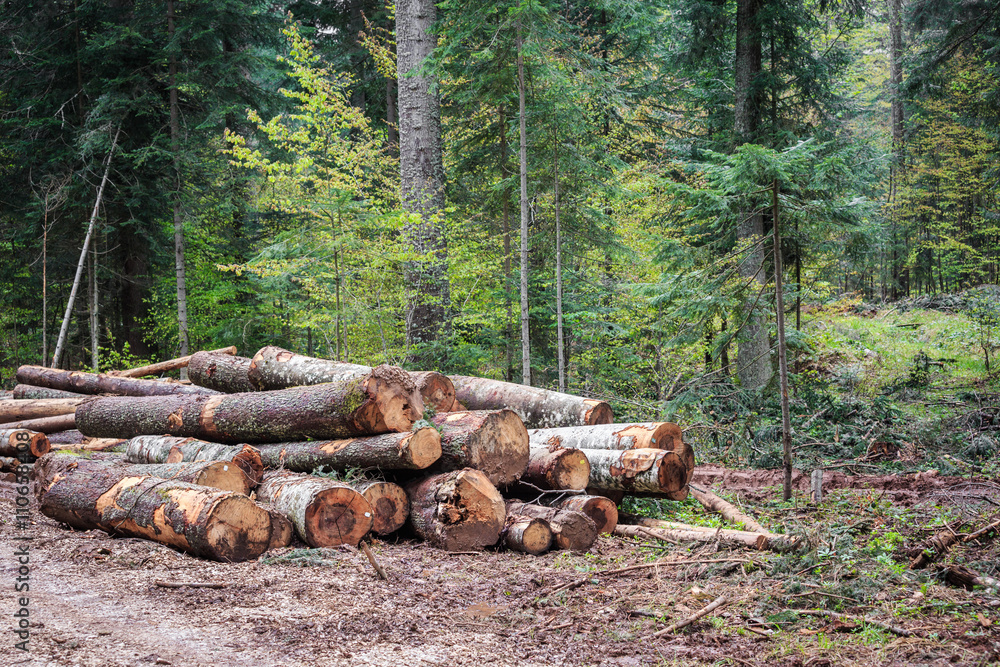 illegal deforestation in the heart of mountains illegal deforestation in the heart of mountains