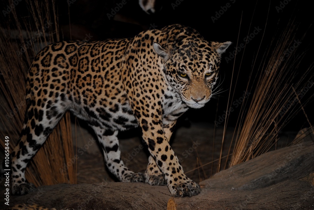 Fototapeta premium Guepard