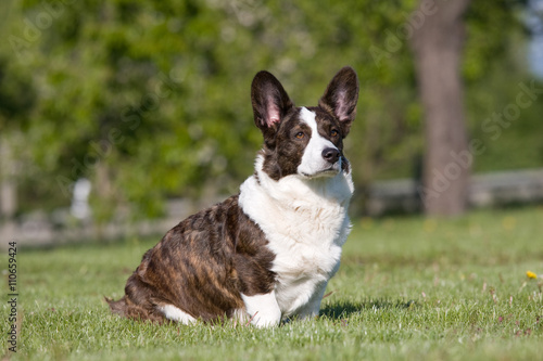 Canvas Print Adult welsh corgi cardigan posing