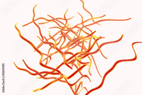 Helminths nematodes Enterobius (Threadworm) which cause enterobiasis, 3D illustration photo