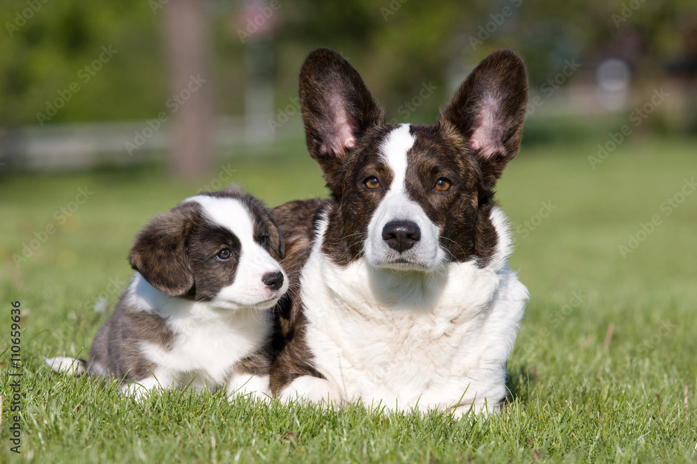 Two welsh corgi cardigan posing Two welsh corgi cardigan posing