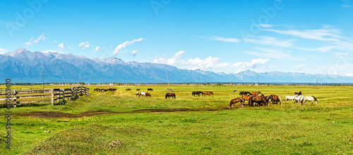herd of horses grazing in a meadow in Tunka Valley