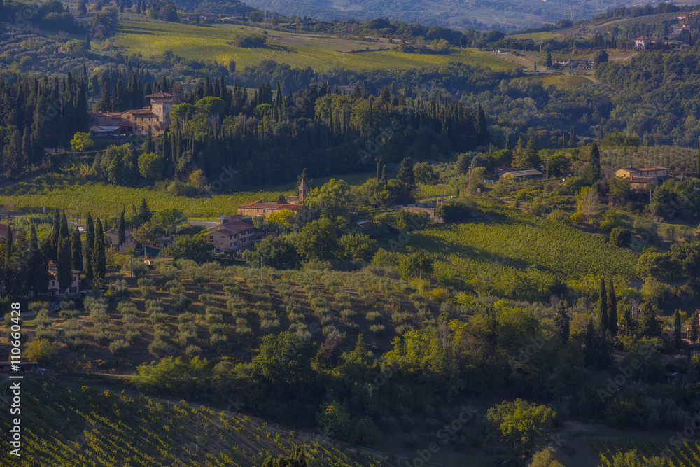 Chianti vineyard, Tuscany, Italy