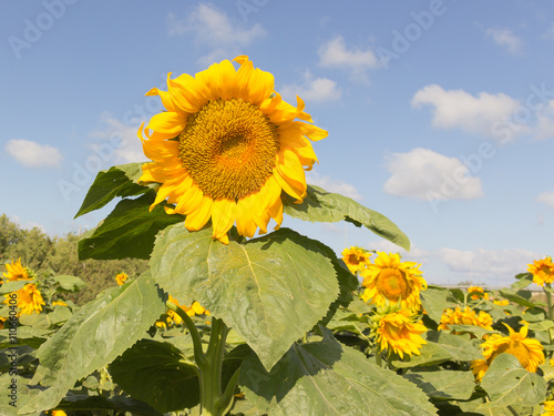 Fotografía tall sunflower on the field tends to the sun