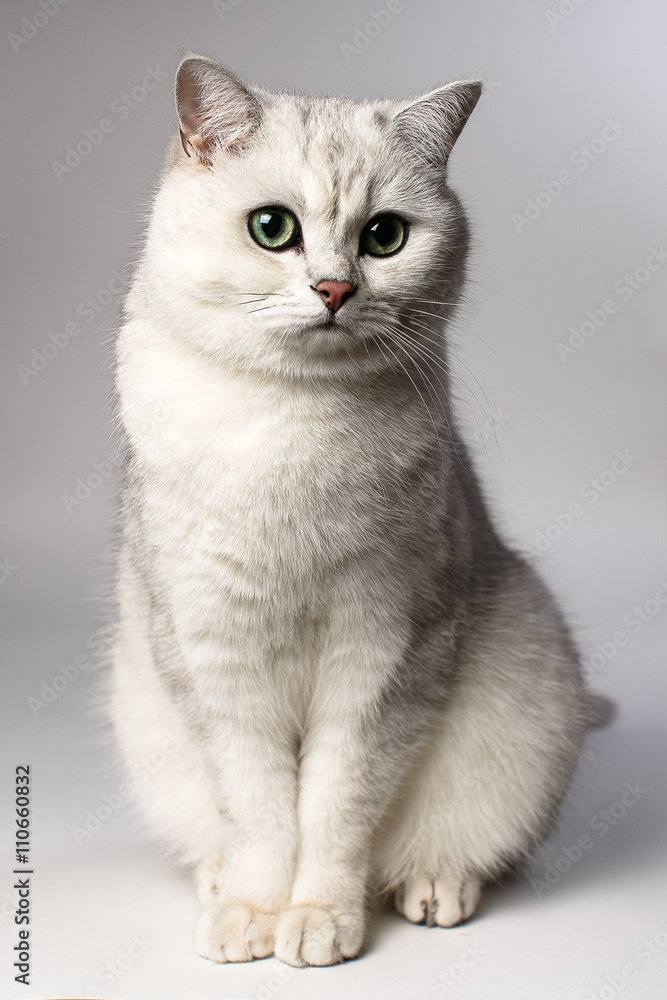 white cat

