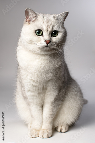 white cat 