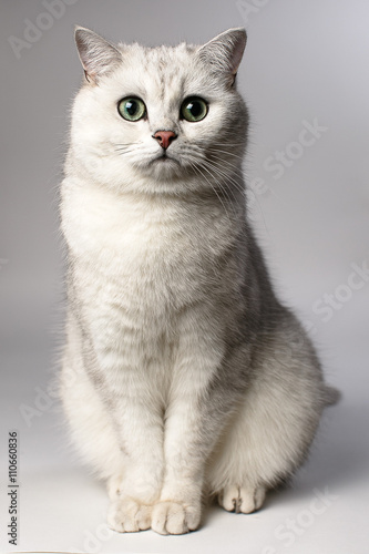 white cat

